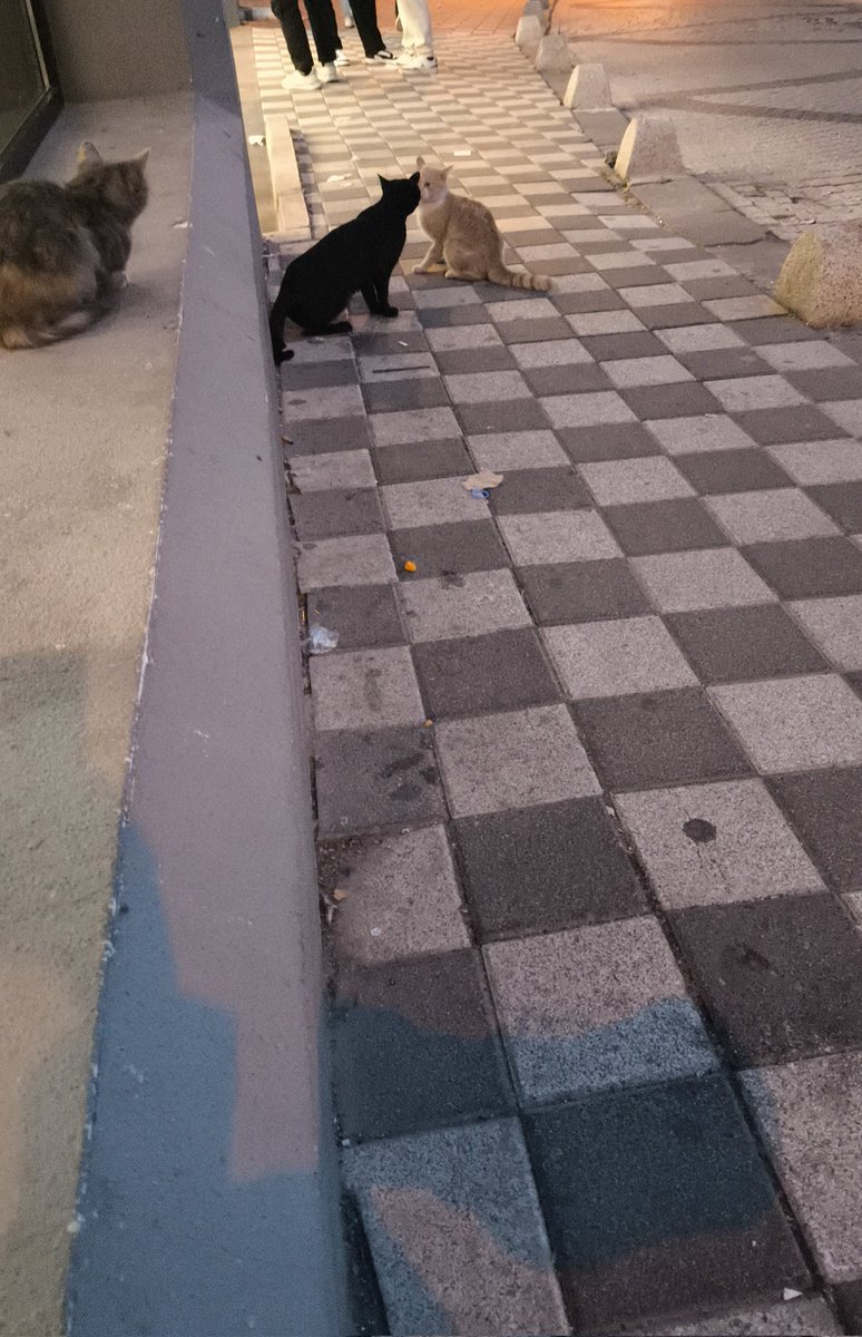 sizce hangisi dövdü?