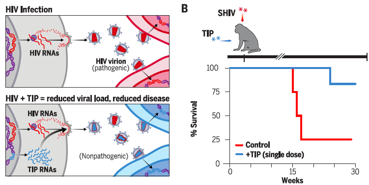 Lutter contre un #virus en utilisant une version de lui-même amputée d’une énorme partie de son génome. Cette stratégie, tout aussi audacieuse que novatrice, a consisté à utiliser un #VIH « handicapé » sur le plan génétique pour combattre le VIH « valide »
lemonde.fr/blog/realitesb…