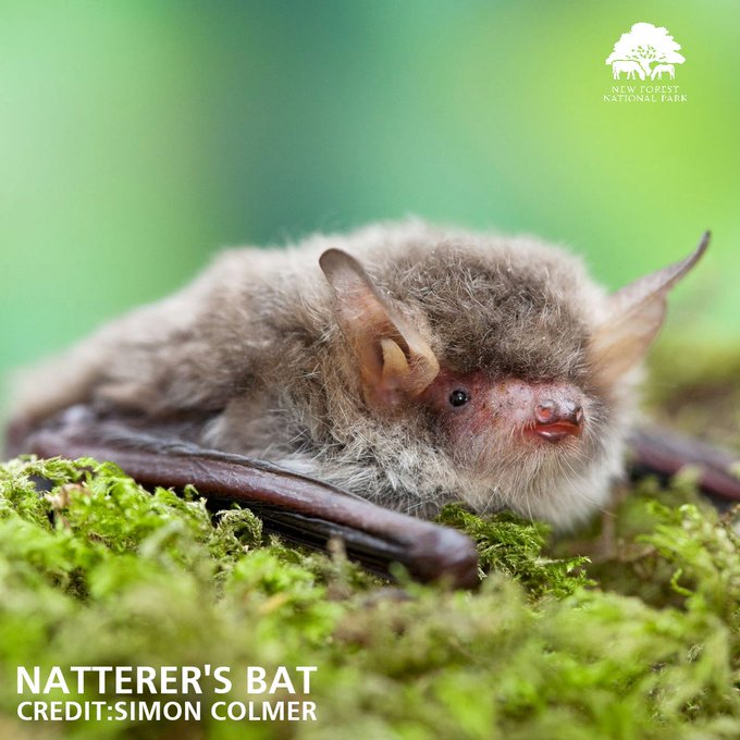 New Forest NPA (@newforestnpa) on Twitter photo Bats are a sign of a green and healthy environment 🦇 As part of #batweek 's international celebration of the role of #bats in #nature <a href="/ArbAssociation/">Arboricultural Association</a> is hosting a free live seminar on the 18 species of British #bats 🦇 Wed 30 Oct 6pm #BehindTheScenes👇 trees.org.uk/Training-Event… Bats are a sign of a green and healthy environment 🦇 As part of #batweek 's international celebration of the role of #bats in #nature <a href="/ArbAssociation/">Arboricultural Association</a> is hosting a free live seminar on the 18 species of British #bats 🦇 Wed 30 Oct 6pm #BehindTheScenes👇 trees.org.uk/Training-Event…