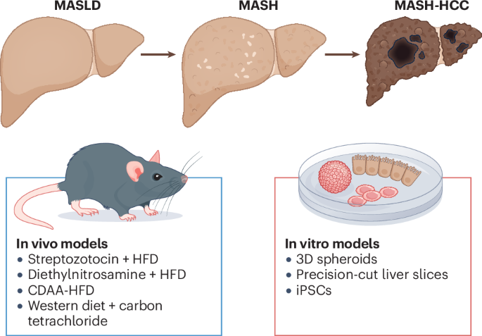 New content online: Modelling human liver disease: from steatotic liver disease to MASH-HCC go.nature.com/4hkLCyo