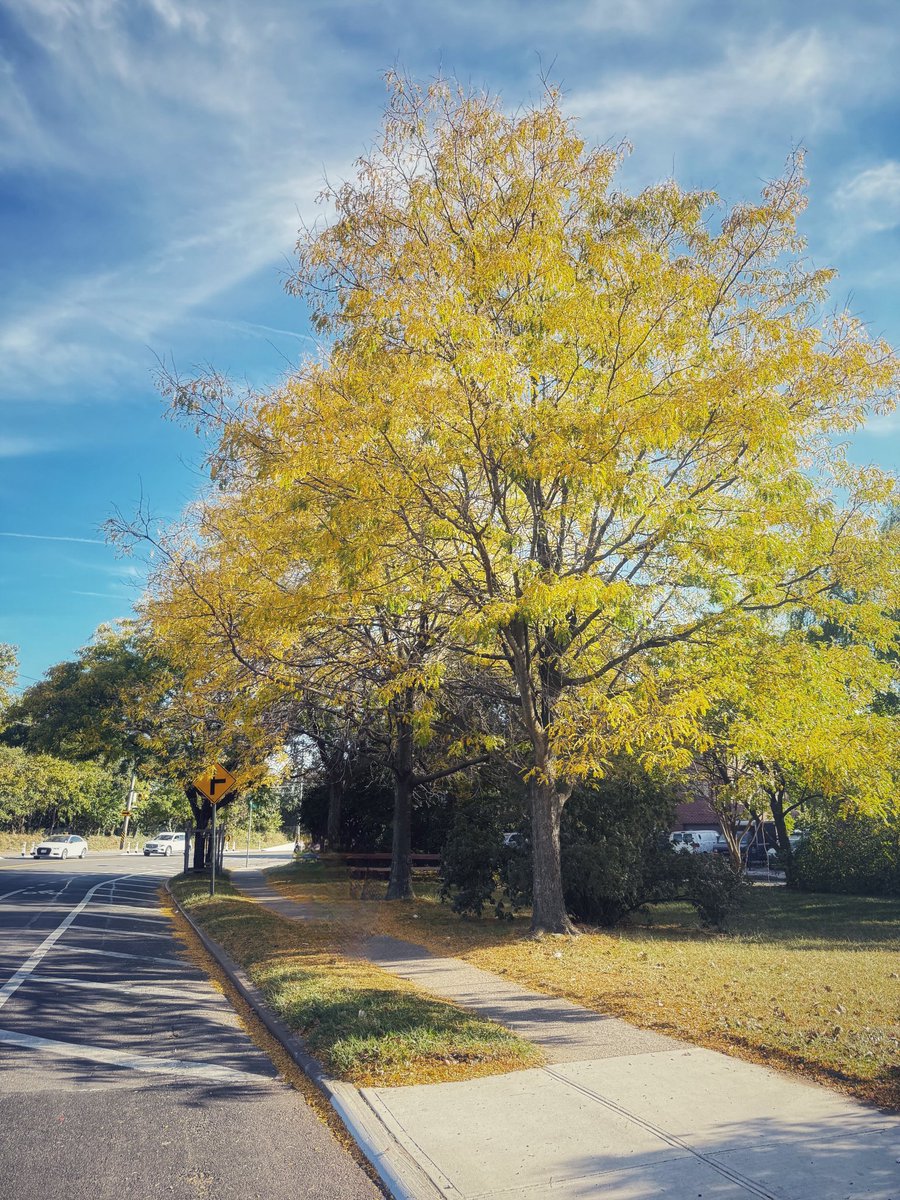 AnHeartist's tweet photo. October Dump 🍂🍁#fallColors #fallcompetition https://t.co/6kDg1VSxaC