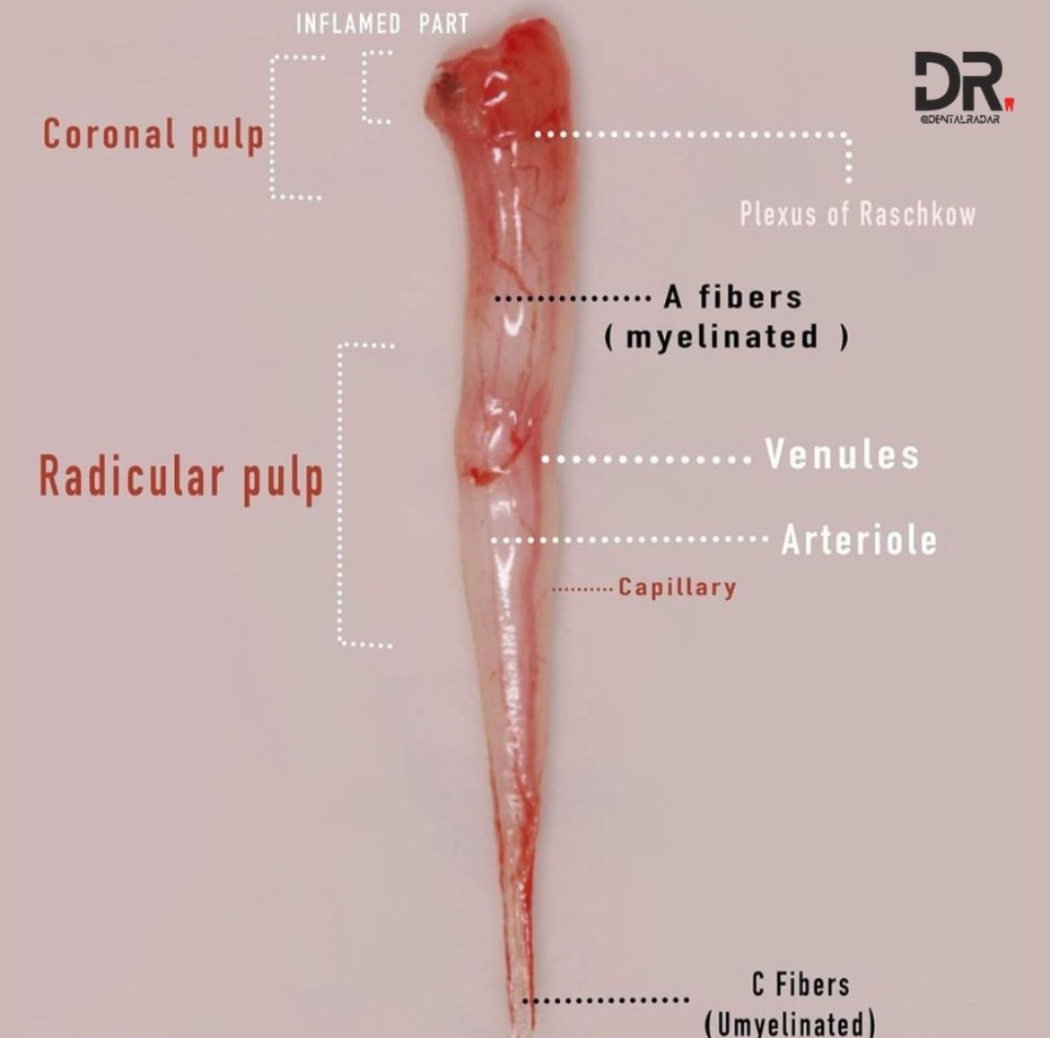Dental Diaries tweet media