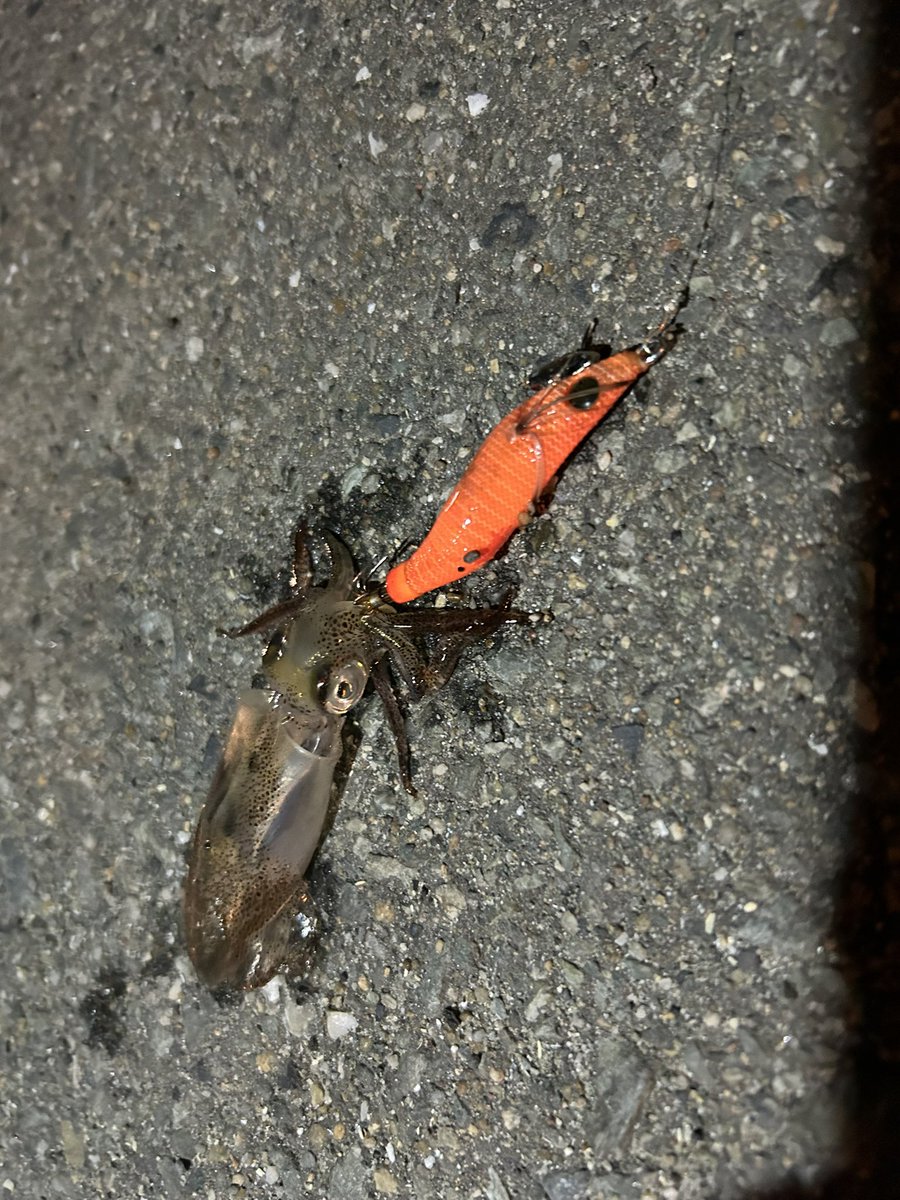 ro99151's tweet photo. 夕まずめ太刀
夜はアジングしてたらヒイカに邪魔されたから、狩ってやった。 https://t.co/vzMJvIPIFo