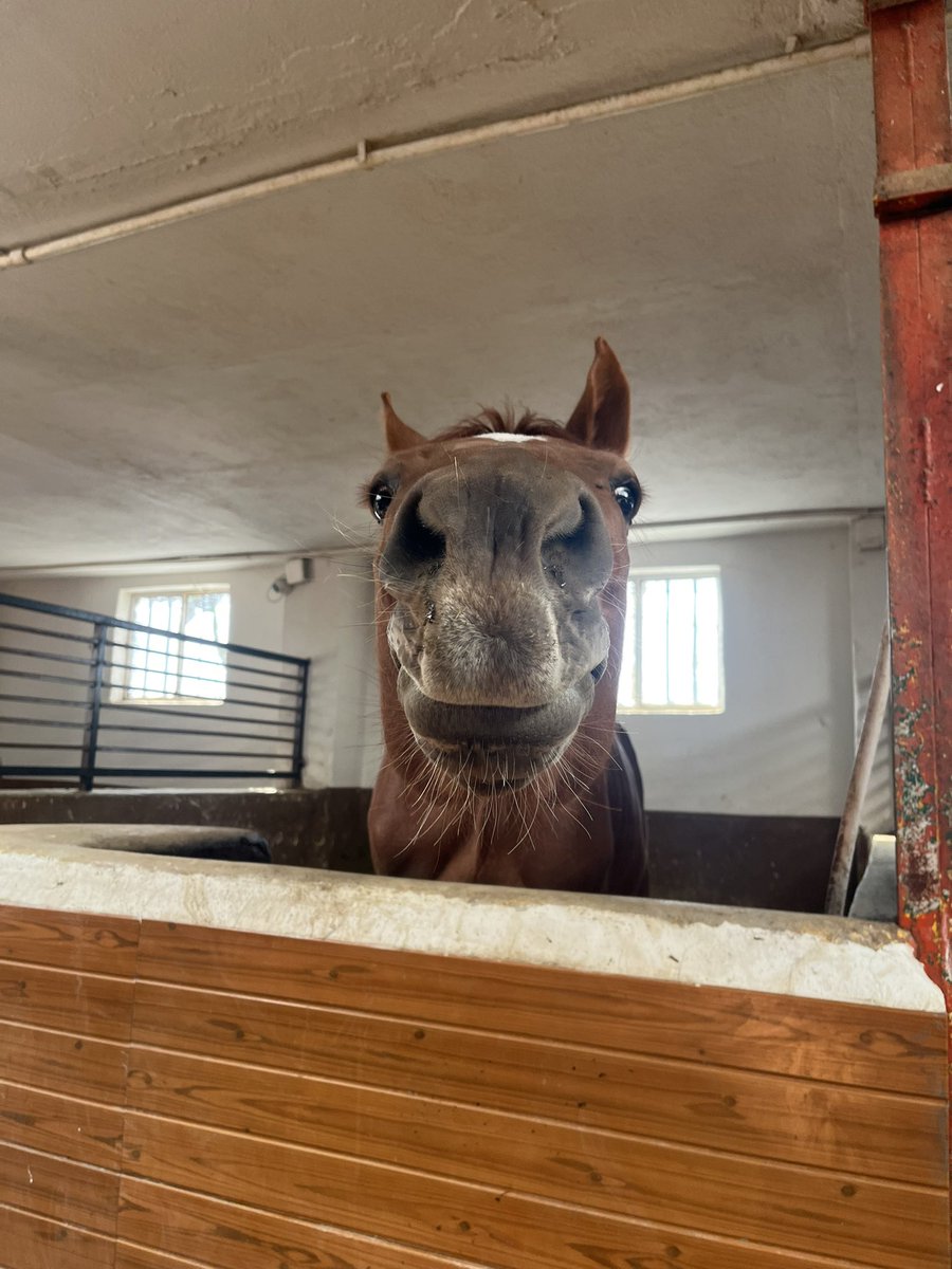 در انتظار هویج:))