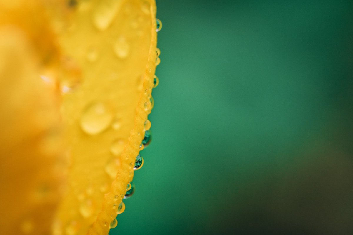 Cederfjärd tweet media