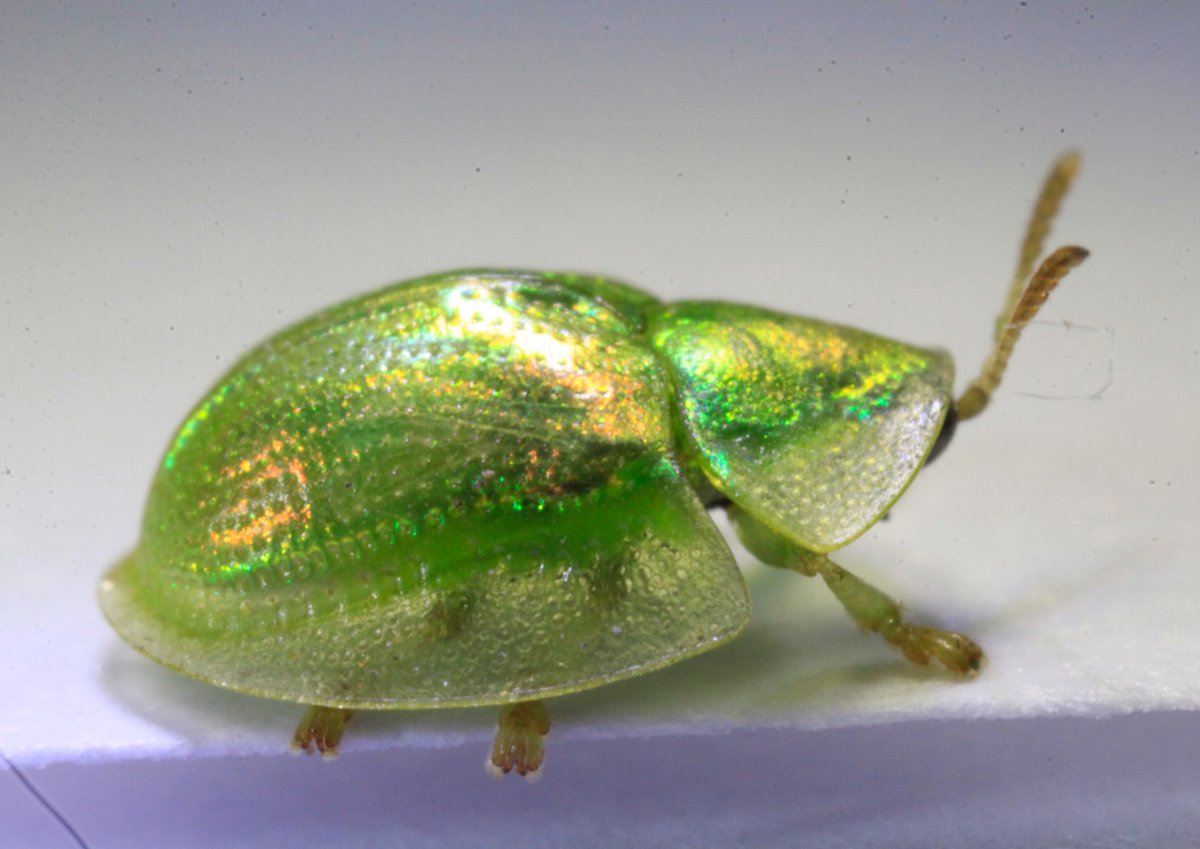 Merops Field Studies tweet media