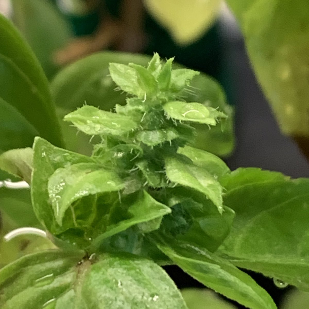 Søren Lorensen tweet media