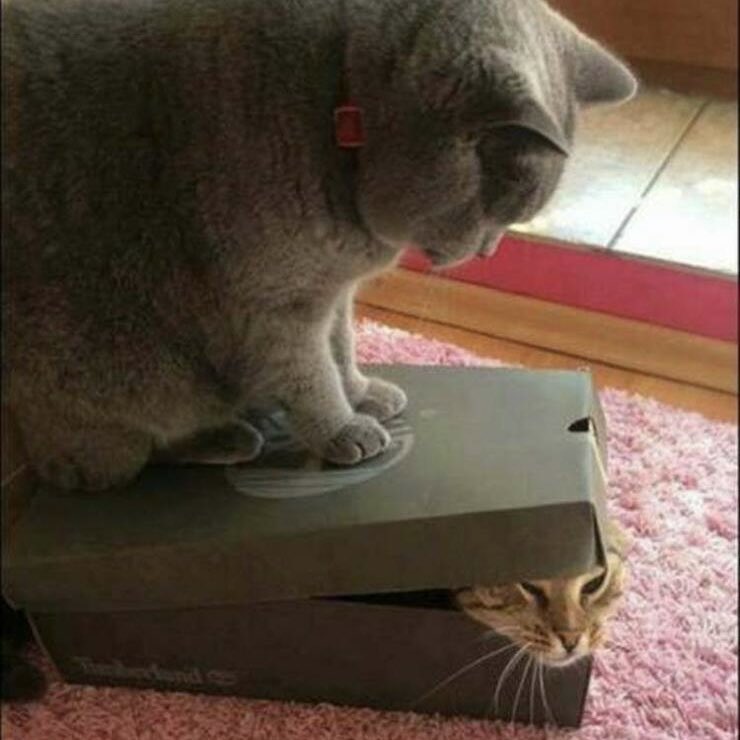 Not enough has been written about Schrödinger’s assistant, Otto.