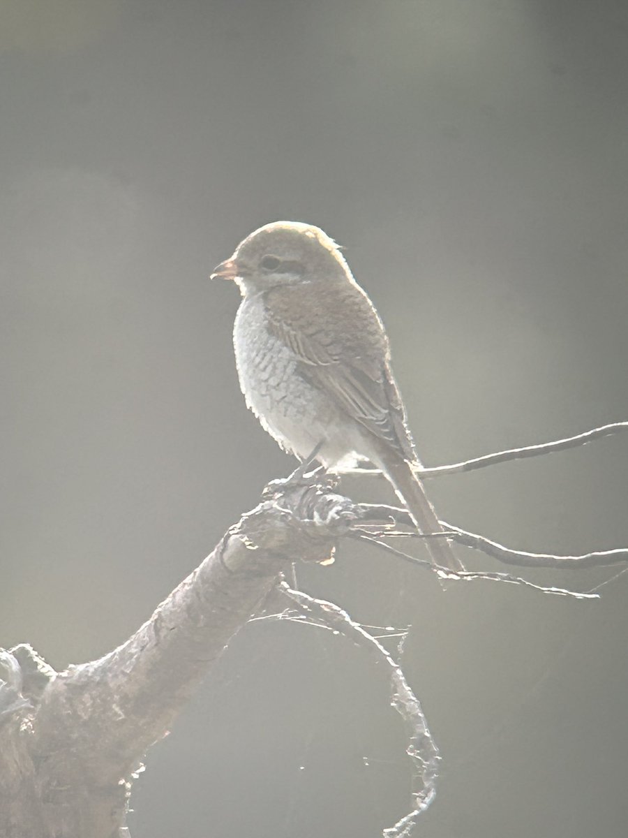 David Kelly tweet media