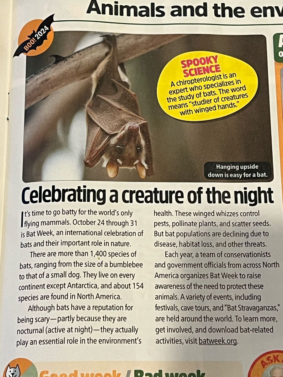 Dolvin Foundation (@desfforsuccess) on Twitter photo Happy Bat Week! 🦇 Did you know while the word “bat” has more than one meaning, we get the names for the animal and for the baseball equipment from two completely different origins?? #etymology
Article & fun fact from <a href="/theweekjuniorus/">The Week Junior US</a> Happy Bat Week! 🦇 Did you know while the word “bat” has more than one meaning, we get the names for the animal and for the baseball equipment from two completely different origins?? #etymology
Article & fun fact from <a href="/theweekjuniorus/">The Week Junior US</a>