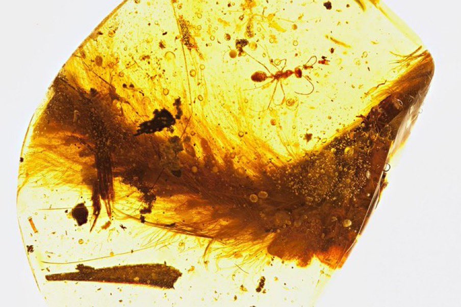 wonderzofnature's tweet image. In 2016, scientists discovered a dinosaur tail perfectly preserved in amber.

Photos: A feathered tail of a dinosaur that lived 99 million years ago. A Cretaceous-era ant and plant debris were also trapped in the resin.