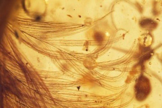 wonderzofnature's tweet image. In 2016, scientists discovered a dinosaur tail perfectly preserved in amber.

Photos: A feathered tail of a dinosaur that lived 99 million years ago. A Cretaceous-era ant and plant debris were also trapped in the resin.