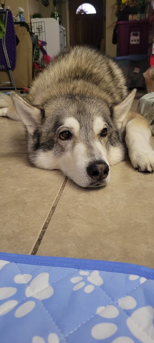 Off to surgery this morning. Keep him in your thoughts today, and if you can, please share his gofundme.com/f/cag94-suppor…