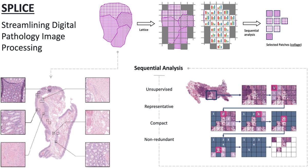 The American Journal of Pathology tweet media