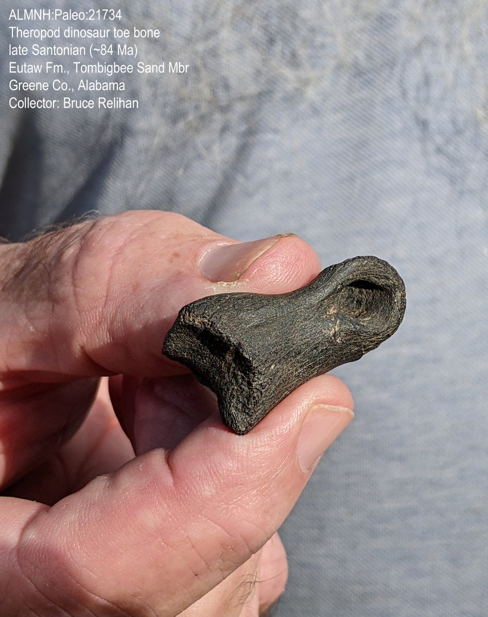 Dr. Adiel Klompmaker @paleoadiel.bsky.social (@paleoadiel) on Twitter photo #FossilFriday! 🦖Two theropod dinosaur finds in Alabama this past summer during <a href="/UAMNH/">Alabama Museum of Natural History</a> <a href="/uamuseums/">UA Museums</a> trips. Come see these discoveries during the dinosaur-themed Alabama's National Fossil Day Celebration on Sat. Nov 2. Full schedule: t.ly/z74in #fossil #paleontology #FossilFriday! 🦖Two theropod dinosaur finds in Alabama this past summer during <a href="/UAMNH/">Alabama Museum of Natural History</a> <a href="/uamuseums/">UA Museums</a> trips. Come see these discoveries during the dinosaur-themed Alabama's National Fossil Day Celebration on Sat. Nov 2. Full schedule: t.ly/z74in #fossil #paleontology