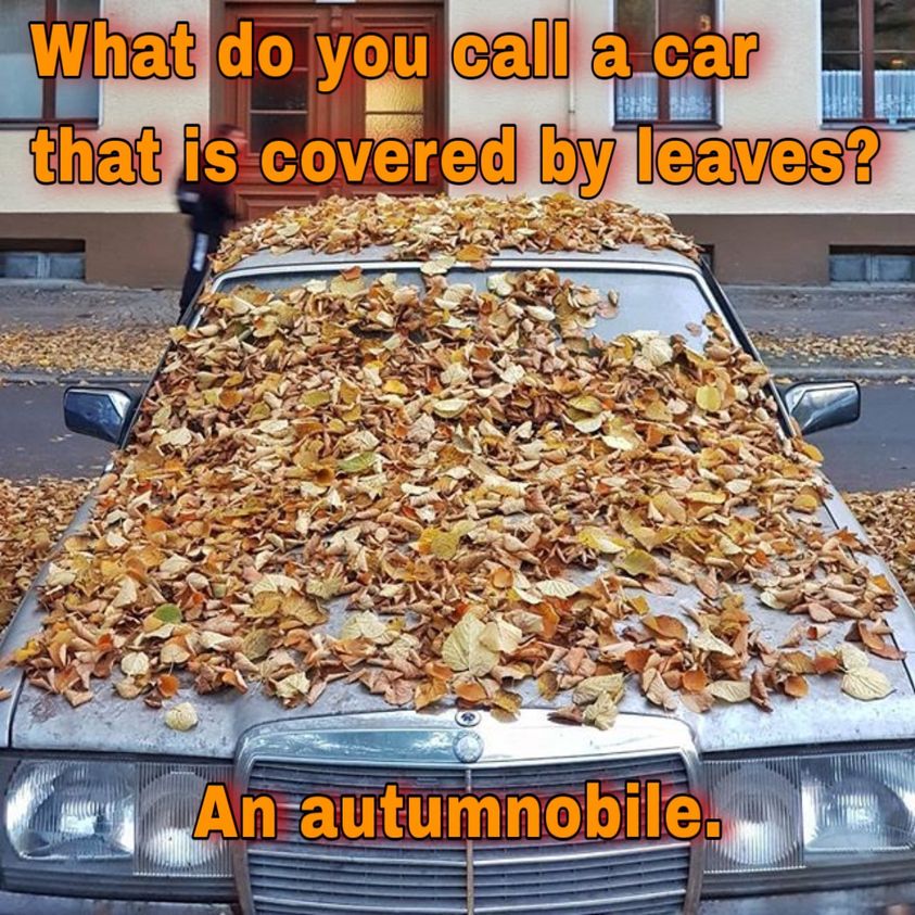 I'm just gonna "leaf" this right here #thursdaymood #ThursdayThrill #ThursdayMotivation #ThursdayFeeling #ThursdayThoughts #thursdayvibe #thursdaymorning
