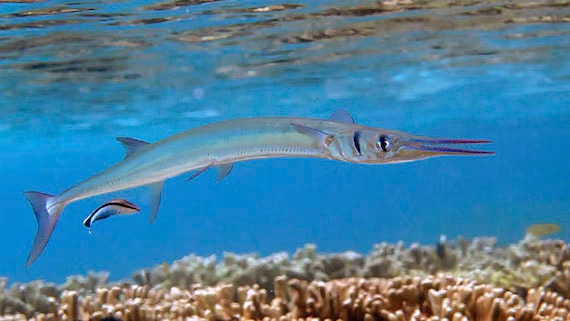 📰Tragedia a Giens: Giovane donna colpita da un'aguglia. 
Il punto di vista di Teresa Romeo, dirigente di ricerca SZN ed esperta nello studio del comportamento di specie pelagiche. 
➡️Intervista su <a href="/fanpage/">Fanpage.it</a> shorturl.at/as8nI