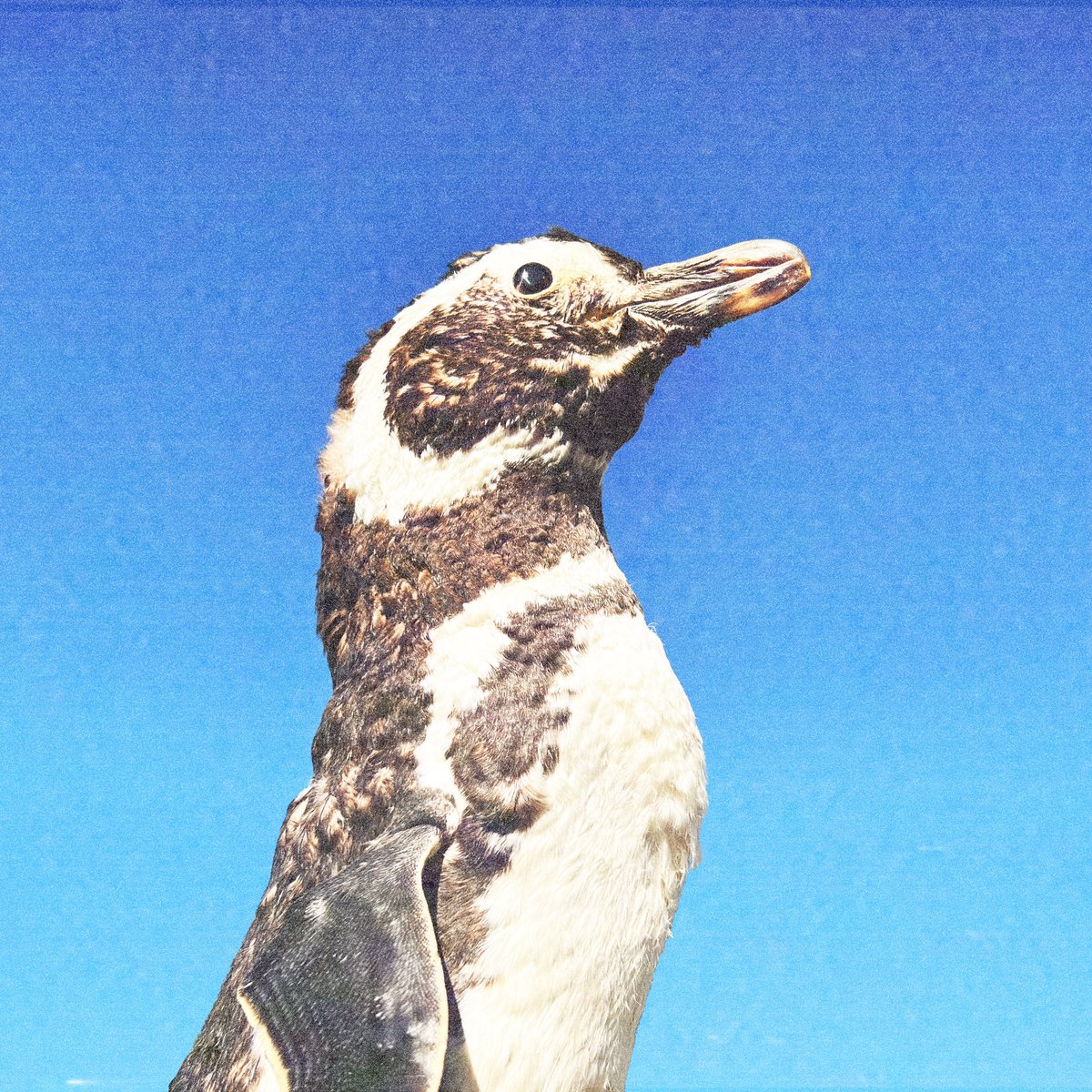 ‘Llwyd ap Iwan’ 🐧

Sengl newydd allan fory 25.10.24 gydag EP i ddilyn mis Tachwedd (mwy o fanylion am hynny ar y ffordd)…