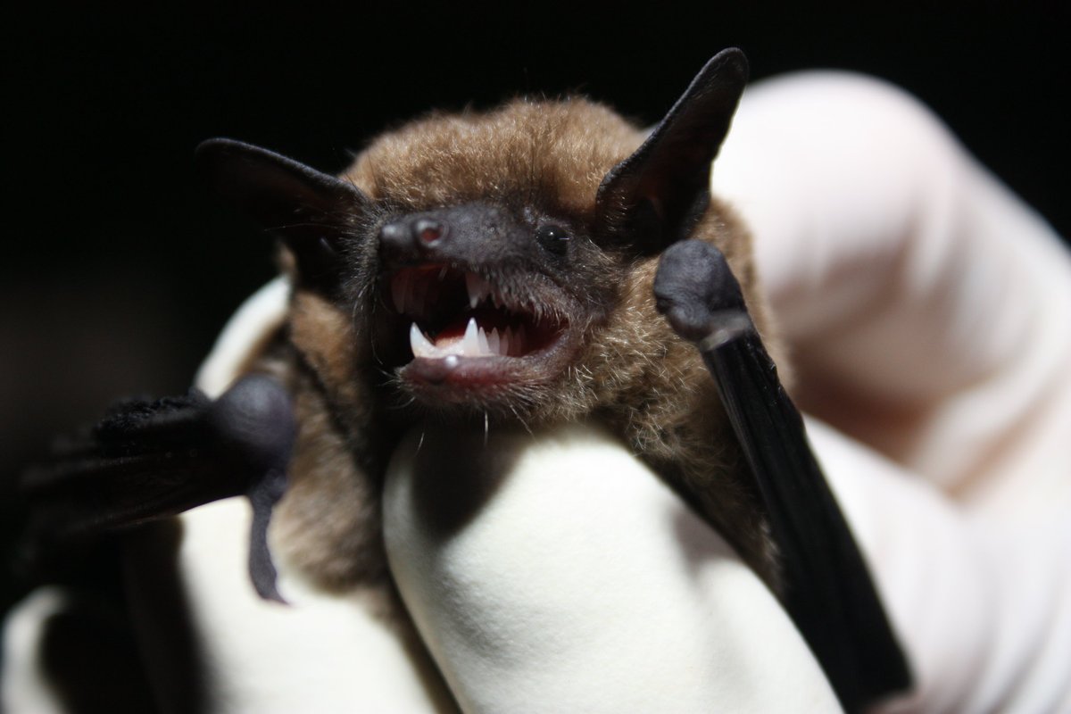 USFWSSoutheast's tweet image. Welcome to Bat Week 2024🦇!
Though often feared and loathed as sinister creatures of the night, bats are vital to the health of our environment and our economy.
Learn more: ow.ly/j98v50TQQfZ
📸Gary Peeples/USFWS