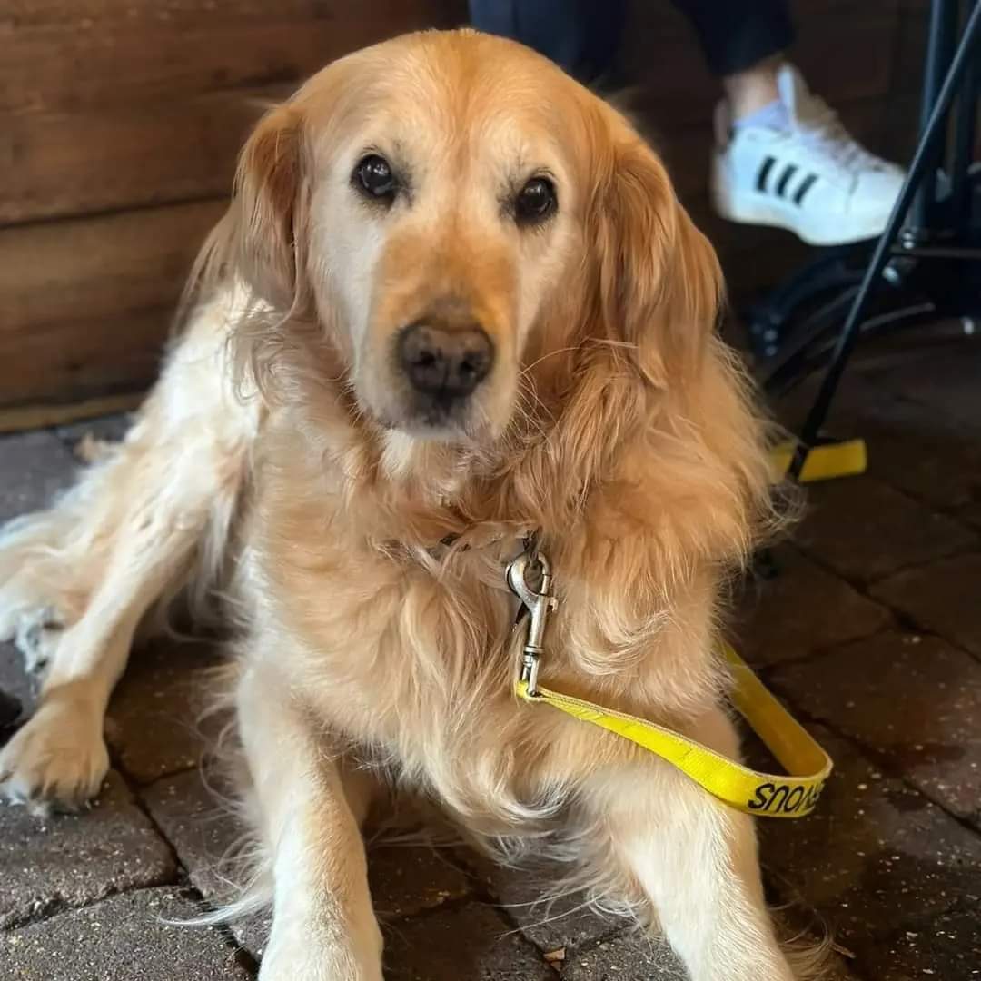 This Saturday we welcome you and your four-legged friends for a walk through the beautiful Windlesham countryside. Join us at the pub for a hot coffee (or tea), a bacon bap and head out for a stroll. We'll reconvene at the pub for a well-earned pint and some lunch.

#windlesham