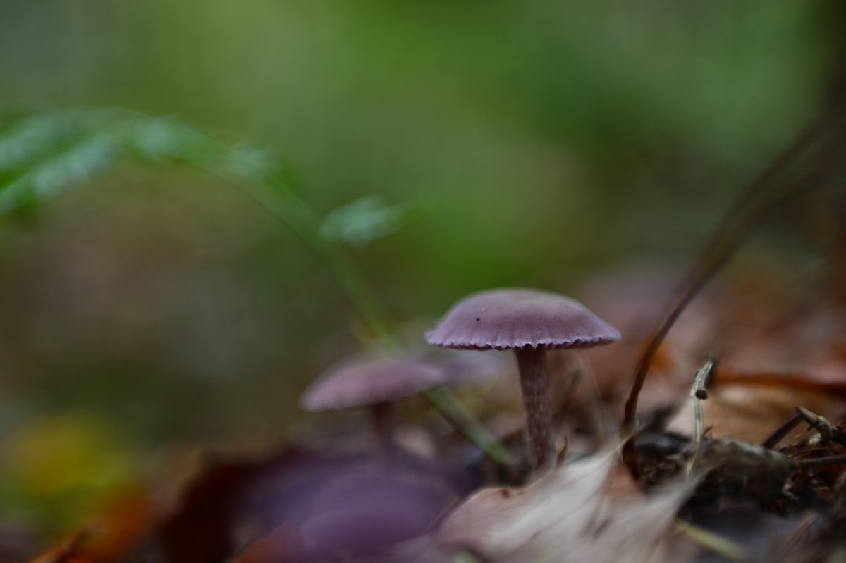 Het is prachtig nu in het bos op Landgoed de Horte
<a href="/LandschapOV/">Landschap Overijssel</a>