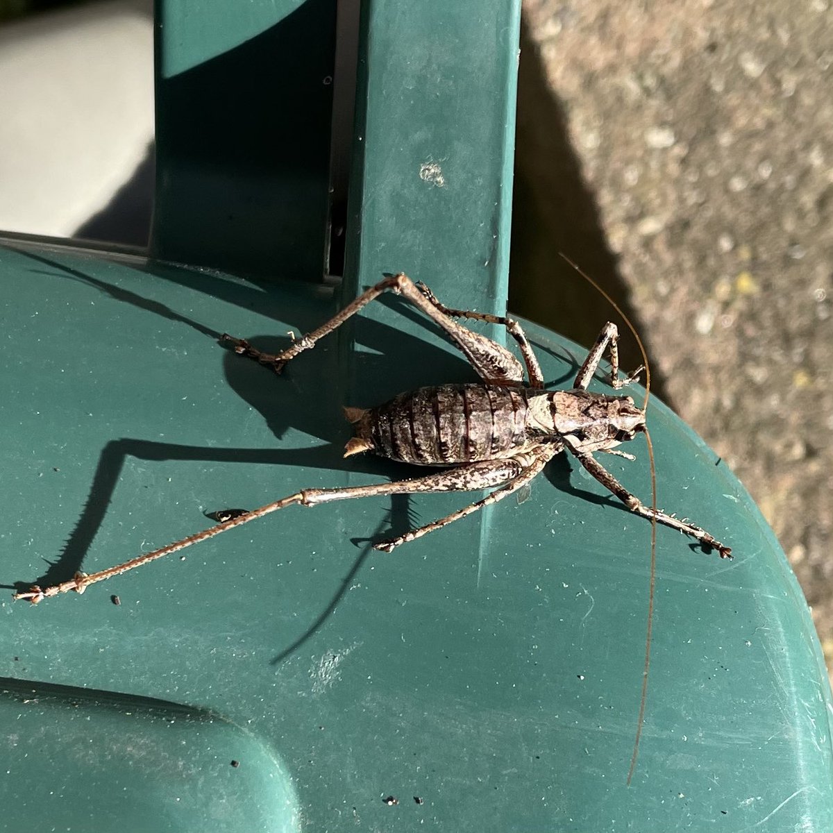 GeraldineRowe's tweet photo. Spotted this big boy on the food waste bin. A dark bush cricket according to Google. https://t.co/Ms7qYFzCcb
