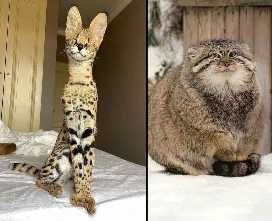 botjira's tweet image. 