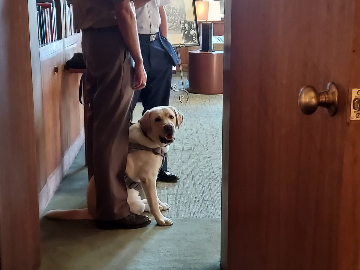 MelissasLibrary's tweet image. Hey, look! There&apos;s a beautiful yellow Lab #InTheLibrary!
CAVU, such a good boy, is part of the Chaplain&apos;s office @VMI1839 and was visiting for a promotion ceremony held in the #MarshallFoundationLibrary.
As far as I&apos;m concerned, CAVU can be my aide-de-camp.