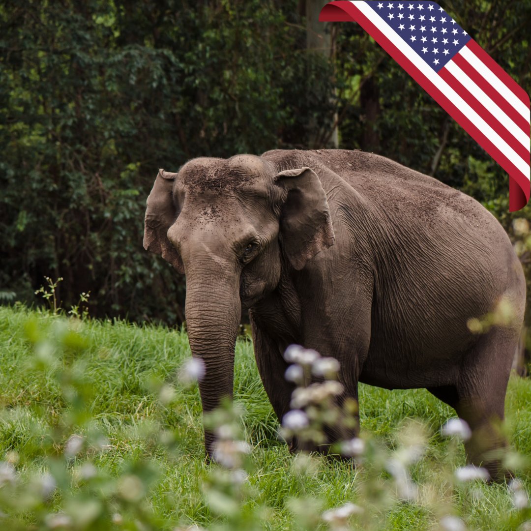 We’re delighted to announce that you can now make tax-deductible contributions in US Dollars to Pangea through <a href="/elephantfamily/">Elephant Family</a> USA.

Together we can create a lifelong home for Europe’s elephants in need 🐘

Thank you for your support: pangeatrust.org/donate-us