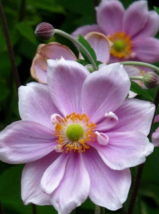 Good morning ⛩️🏔 sweet friends🏔⛩️
Centuries ago, anemones were brought from their native China to Japan, where they naturalized in the wild. They are also called windflowers and speak to the delicate flowers that float and dance in the breeze on tall, 
slender stems

Japonica