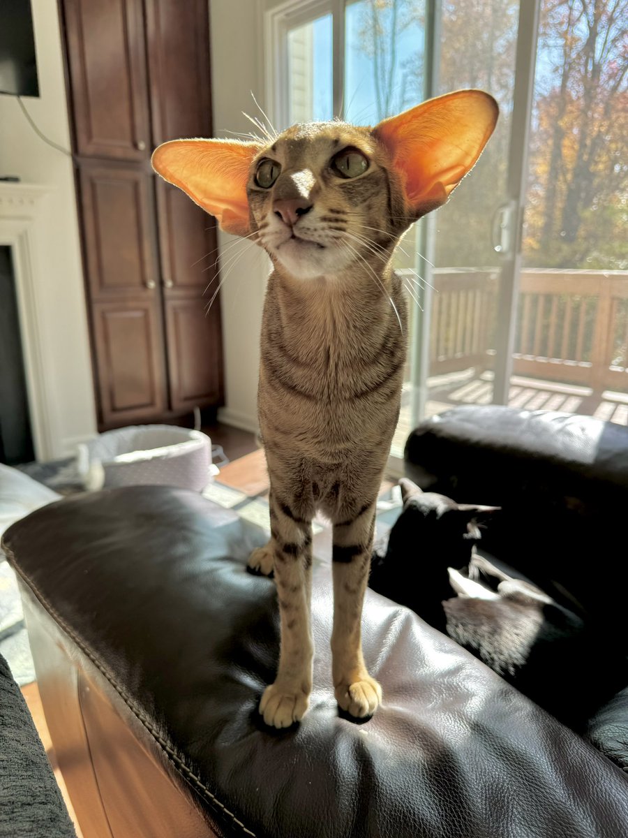 Rikki representing the fall colors. #CatsOfX #catlovers
