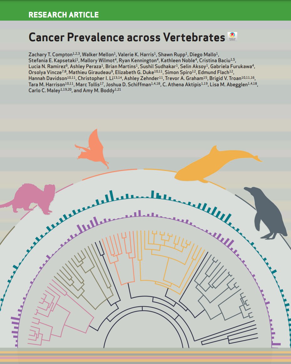 Elizabeth McKenna (@elizsmckenna) on Twitter photo I'm so excited to be able to share this new <a href="/CD_AACR/">Cancer Discovery</a> paper by <a href="/arizonaevo/">Zach Compton</a>, <a href="/zooexoticcancer/">Tara Harrison</a>, <a href="/evilsmaug/">Marc Tollis</a>, <a href="/jdschiffman/">Joshua Schiffman</a>, <a href="/AthenaAktipis/">Athena Aktipis</a>, Lisa Abegglen, <a href="/cmaley/">Carlo Maley</a>, <a href="/amy_boddy/">Amy Boddy</a>, and colleagues! I'm so excited to be able to share this new <a href="/CD_AACR/">Cancer Discovery</a> paper by <a href="/arizonaevo/">Zach Compton</a>, <a href="/zooexoticcancer/">Tara Harrison</a>, <a href="/evilsmaug/">Marc Tollis</a>, <a href="/jdschiffman/">Joshua Schiffman</a>, <a href="/AthenaAktipis/">Athena Aktipis</a>, Lisa Abegglen, <a href="/cmaley/">Carlo Maley</a>, <a href="/amy_boddy/">Amy Boddy</a>, and colleagues!
