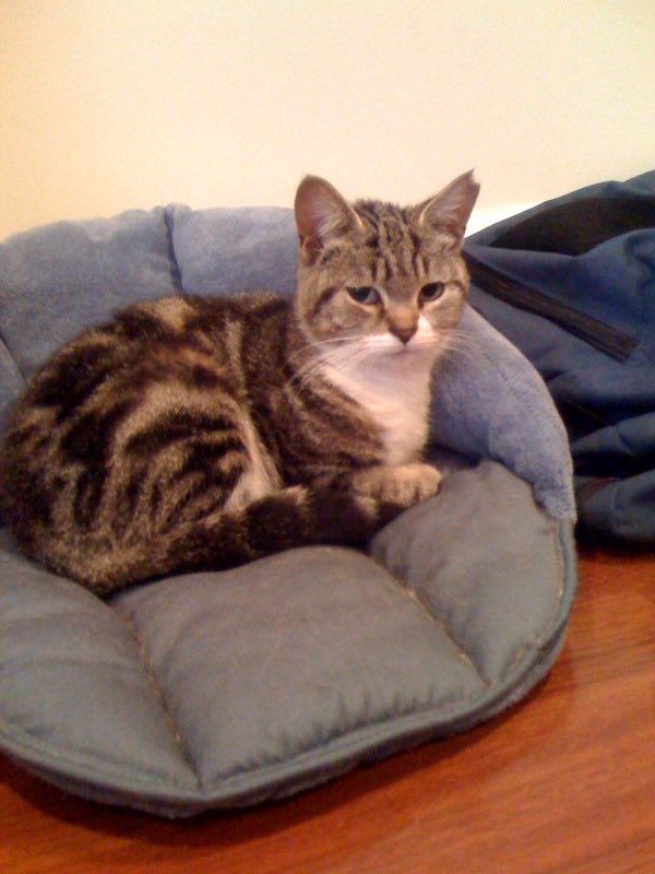 Mom’s soulmate Scooter’s birthday is today- she died in September 2021 but mom thinks of her every day- I never got to meet her, but I know mom loved her♥️🌈♥️ this picture of her is when mom brought her in from the outside  she was a stray in the neighborhood.