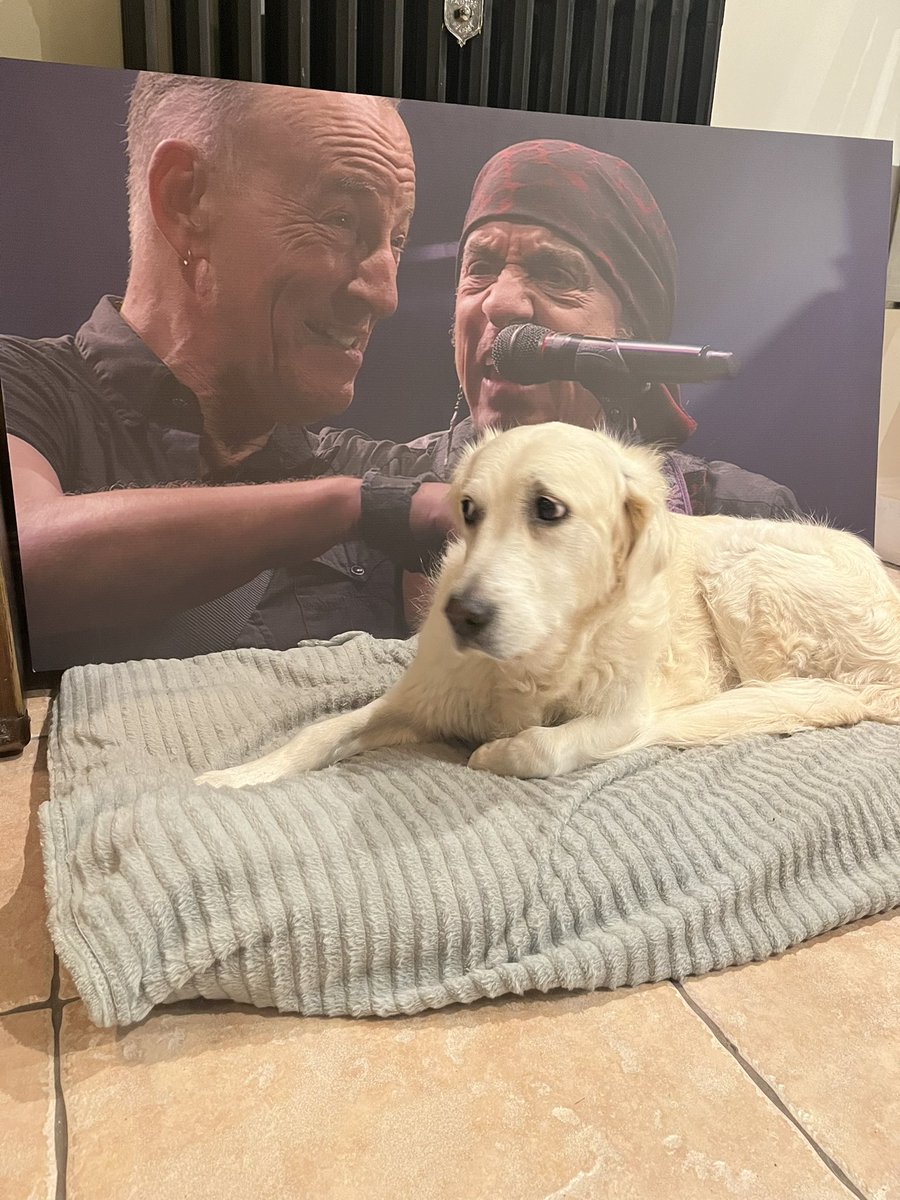 Dee Woods (@radeeoh) on Twitter photo Got immersed in the brilliant #brucespringsteen & the #Estreetband at #RoadDiary preview screening at <a href="/WindmillLaneRec/">Windmill Lane Recording Studios</a> studios and left more in love with Bruceā¦and also with his giant picture.
Dog unimpressed.
Streaming from Friday on #Disneyplus
<a href="/hellomissionpr/">Mission PR Ireland</a> Got immersed in the brilliant #brucespringsteen & the #Estreetband at #RoadDiary preview screening at <a href="/WindmillLaneRec/">Windmill Lane Recording Studios</a> studios and left more in love with Bruceā¦and also with his giant picture.
Dog unimpressed.
Streaming from Friday on #Disneyplus
<a href="/hellomissionpr/">Mission PR Ireland</a>