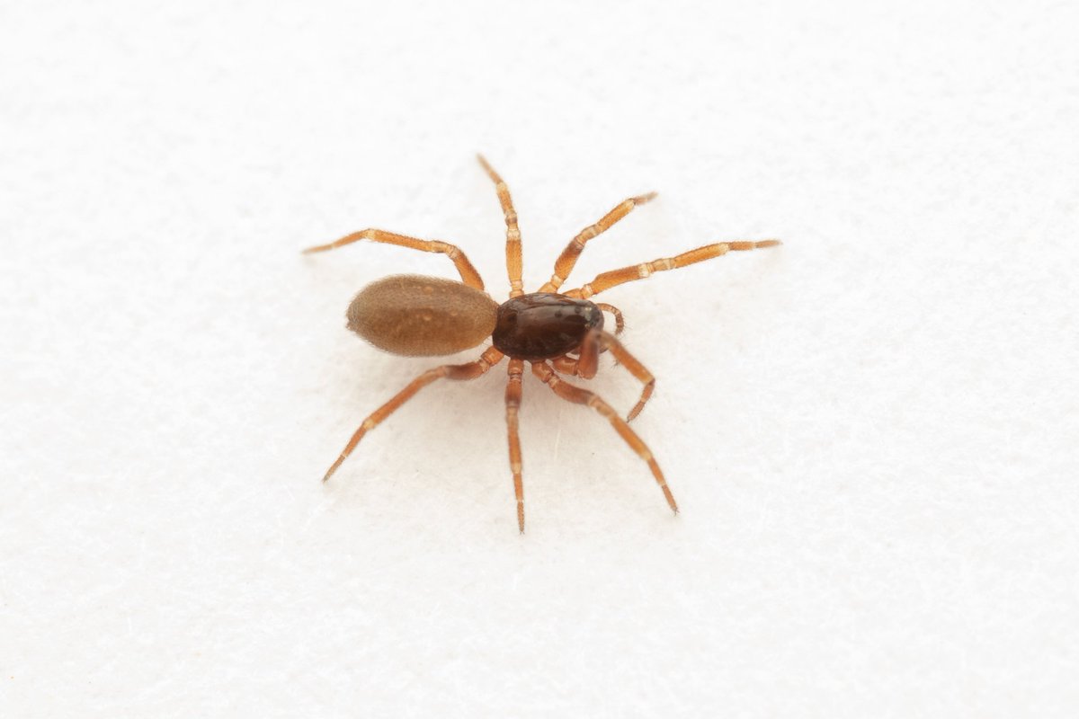 What a Genus!
Here is the nationally Scarce, Walckenaeria dysderoides first one ive seen in west sussex. 
<a href="/BritishSpiders/">BAS</a> #spiders #arachnids #uk #walckenaeria
