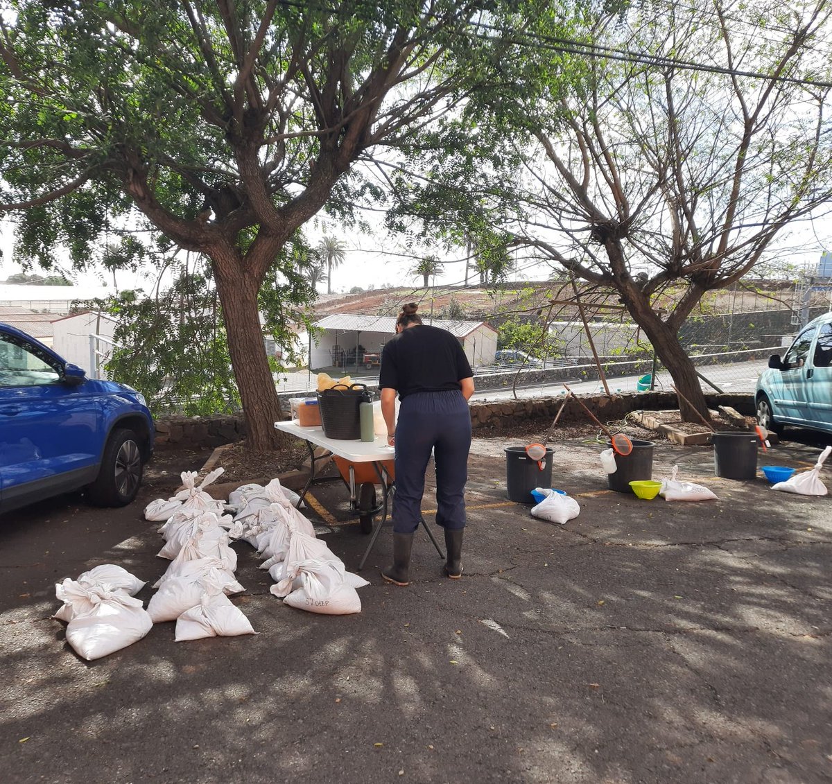 SoilEvoEcoLab's tweet photo. 💡 We're almost ready to begin sorting the first samples for the #POLIZON project (funded by
@AgEInves), after completing the initial flotation and Berlese steps. Exciting progress ahead! 🕷🪴 https://t.co/YzNPbBzF8X