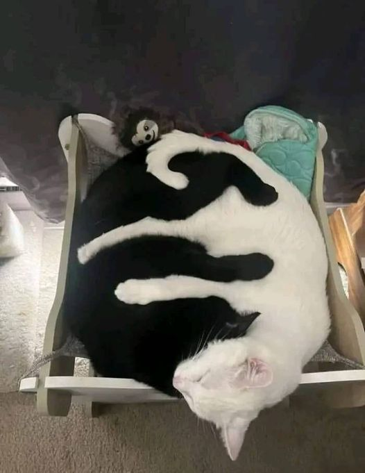 AilsaForshaw's tweet image. 💞💞💞 Intertwined Cats! #YingYang