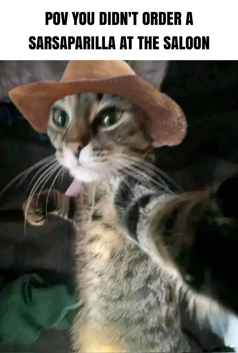 Cats And Cowboy Hats (@cowboycats) on Twitter photo 