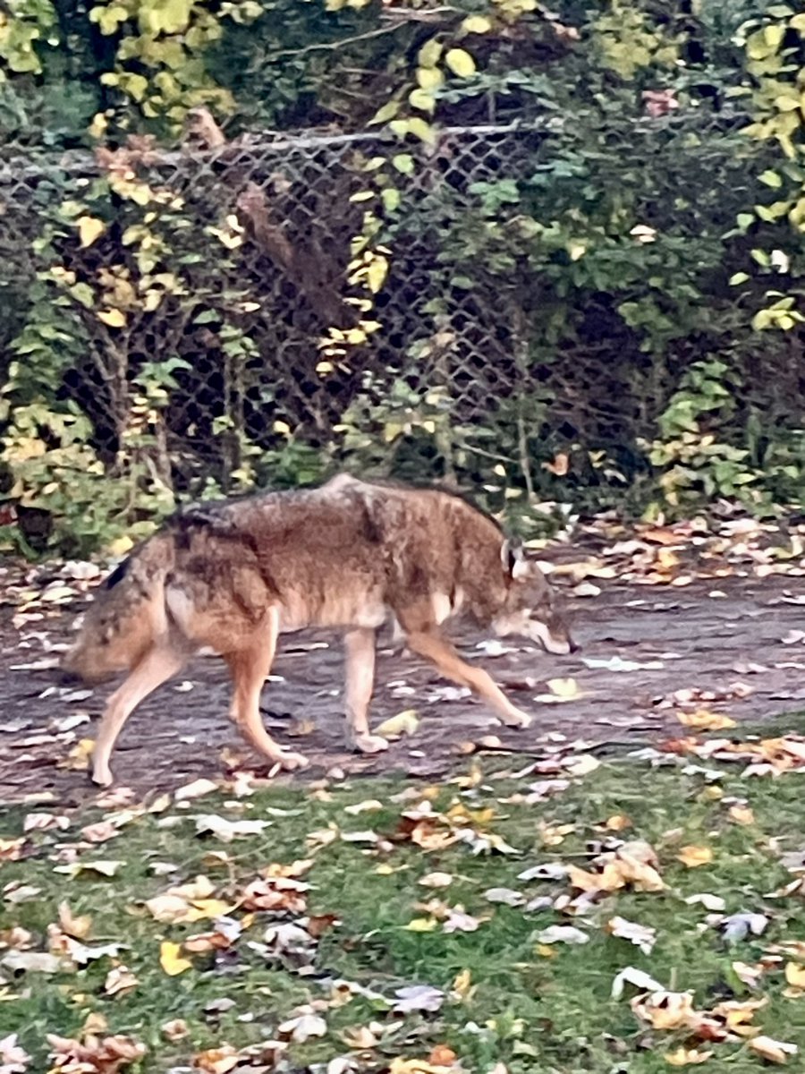 Penalosa_G's tweet image. On this morning’s run I had a beautiful coyote as companion for a while. 
So grateful to have magnificent colours of leaves… walking. #Proximity. 
Cities for Children &amp;amp; for Olders have #NatureEverywhere.
