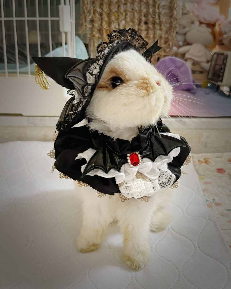 Bunnies tweet media