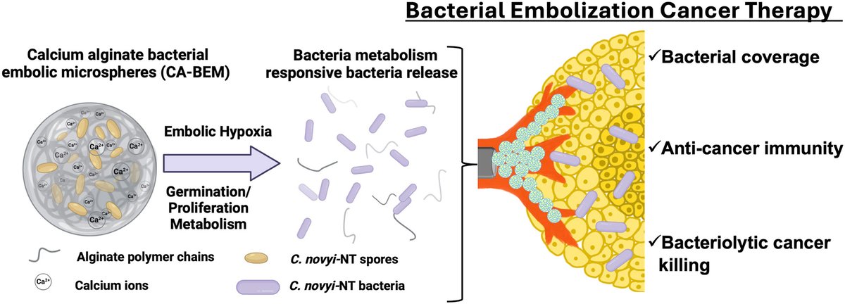[BIGMed Publication Oct 2024] "Anaerobic bacterial metabolism responsive microspheres for bacterial embolization cancer therapy" - Biomaterials  <a href="/NURadiology/">Northwestern Radiology</a> <a href="/LurieCancer/">Lurie Cancer Center</a> <a href="/NorthwesternBME/">Northwestern University - Biomedical Engineering</a> <a href="/Biomaterials_/">Biomaterials</a>  sciencedirect.com/science/articl…