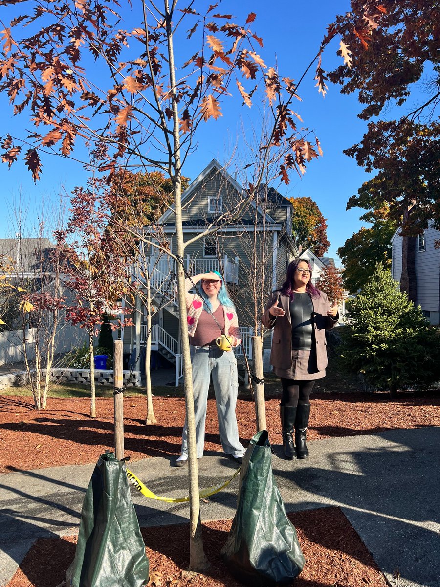 KateforRep's tweet photo. Yesterday, I joined @ariformalden @MayorOfMalden @MaldenTrees &amp; #MaldenMA community to celebrate @TheCityofMalden's first 21-tree pocket forest, supported by @MassDCR grant. This beautiful #32Middlesex #UrbanForest captures rainwater to feed trees &amp; advance climate resiliency! https://t.co/6zcl7GKUF8