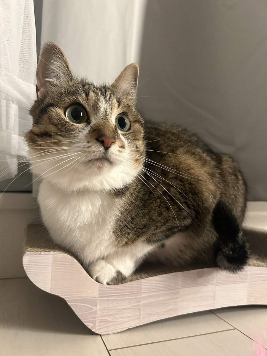 お久しぶりです。
Instagramでは報告していたのですが今月まぐのSUB洗浄出来る病院の近くに引っ越しが出来ました。私自身も新たな職場も決まりバタバタしてしまい更新出来ずすみません。今月の血液検査は全て奇跡的に正常範囲ないでした！来週末新しい病院です。良い先生に出会えることを願います。