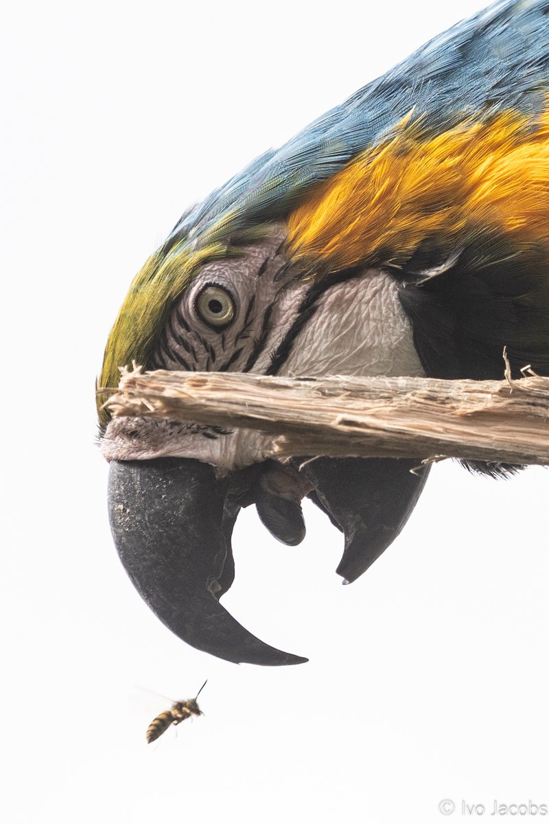 Ivo_Jacobs_'s tweet image. Blue-and-yellow macaws have the most pallial neurons of any bird, and more than rhesus macaques.
What to do with all that brainpower?
Catch wasps for fun.
