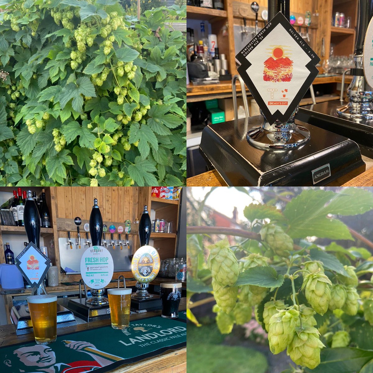HeatonHops's tweet image. Amazing to think that hops I grew in my garden in Heaton Chapel are in this beer @MCRHopProject @trackbrewco @mpdutton and currently being served on cask in Stockport 🍺🍺🍺