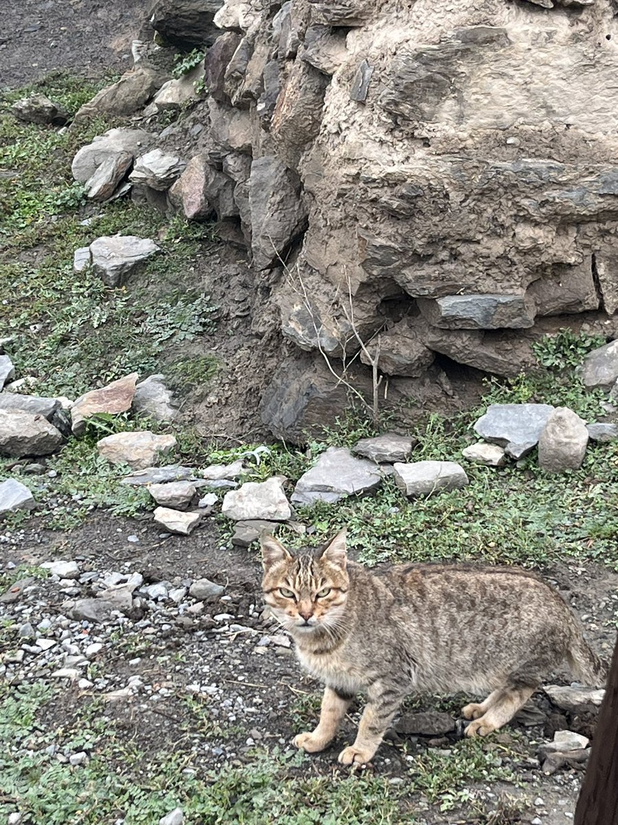 گوربای اخمو🐱