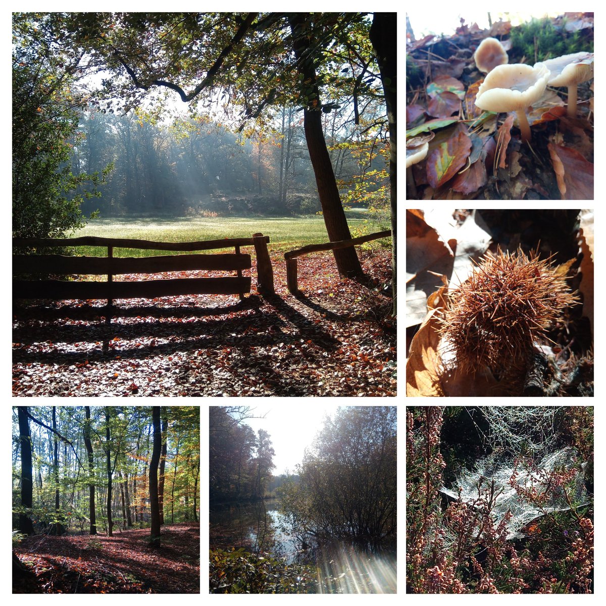 Na bezoek aan <a href="/cosmoslattrop/">Sterrenwacht Cosmos</a> ,een heerlijke nacht in Sterrenkubus bij <a href="/ErfgoedBossem/">Erfgoed Bossem</a> , vandaag gewandeld bij de bronnen in #HetSpringendal #Hezingen <a href="/Gem_Tubbergen/">Gemeente Tubbergen</a> . Top herfst!