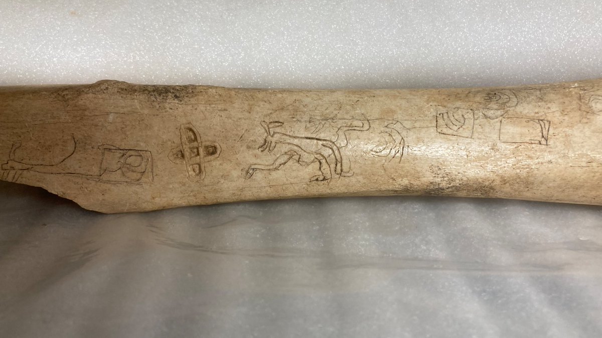 The joy of working in a Museum Store is when looking for Palaeolithic artefacts you come across a Medieval bone with doodles engraved on it. The bone is from Eynsham Abbey and has these wonderful motifs and an animal, perhaps a dog? Who practised their engraving? #CuratorLife