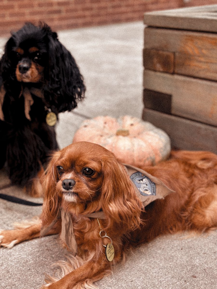 UR_Med's tweet photo. Our therapy dogs are showing off their spooky side this fall. 👻

The Pets Engaged in Therapeutic Socialization (PETS) program continues bringing joy and stress relief to dozens of patients weekly. The pups even have "office hours" for staff to visit and relax when needed! 🐾