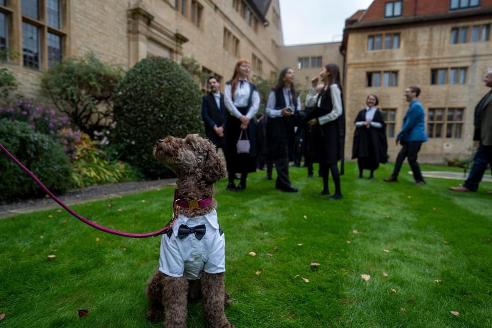 Campion Hall (@campionoxf) on Twitter photo Introducing Teddy!
Hands down the smartest dog <a href="/UniofOxford/">University of Oxford</a> #Matriculation! Looking paw-fect!
We are delighted to welcome this waggy-tailed pooch to our community, companion to his owner who is studying with us. Introducing Teddy!
Hands down the smartest dog <a href="/UniofOxford/">University of Oxford</a> #Matriculation! Looking paw-fect!
We are delighted to welcome this waggy-tailed pooch to our community, companion to his owner who is studying with us.